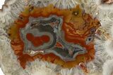 Colorful Polished Puma Agate Nodule Half - Argentina #338153-1